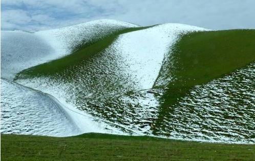 四季青混播草坪种植教程,四季青草坪种后的养护方法
