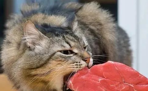 猫咪有绦虫吃什么药,猫咪绦虫是什么样的