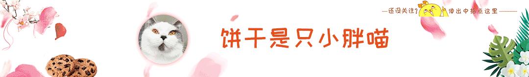 对猫毛不适还想撸猫，了解这几点，让你轻松吸猫