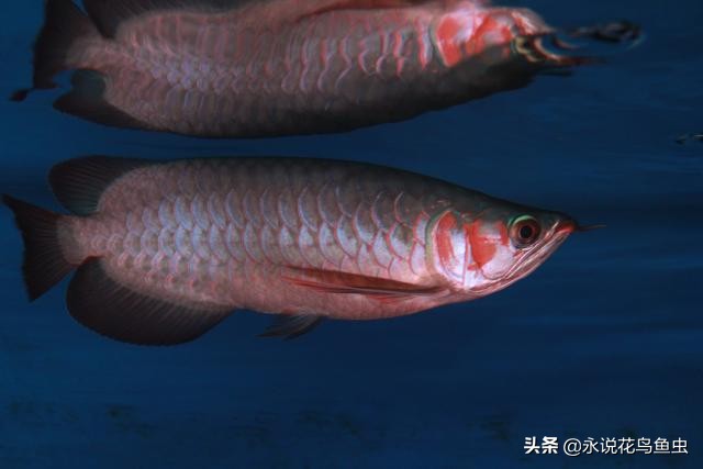 饲养红龙有蛋白虫应该怎么处理,饲养红龙蜈蚣的湿度需要多少