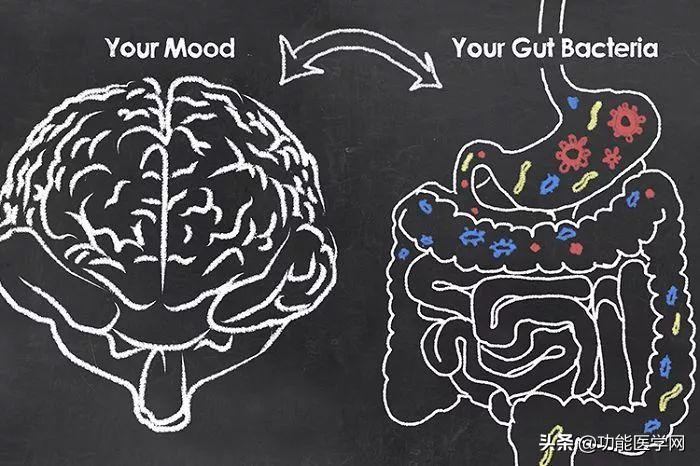 让人着迷的元素,微生物脑肠轴介绍