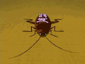 家里蟑螂太多怎么处理蟑螂,夏天蟑螂多教你一个小妙招