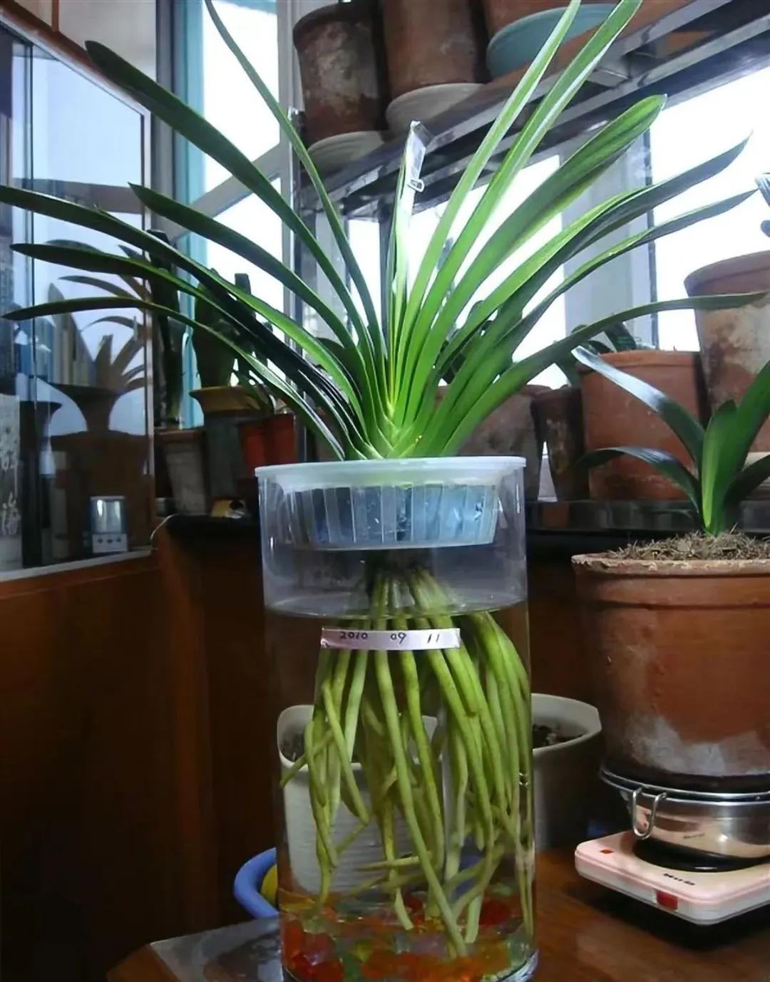 夏天养几盆水培花，清凉又干净，只用水就爆满根，叶子绿得直冒油