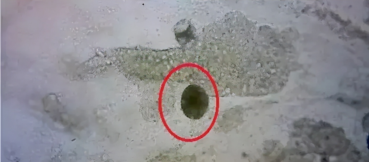 压箱底绝招，盐巴在水产上有大用