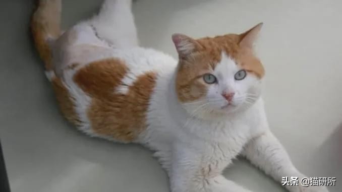 好好的猫咪突然瘸了是怎么回事,好好的猫突然掉了