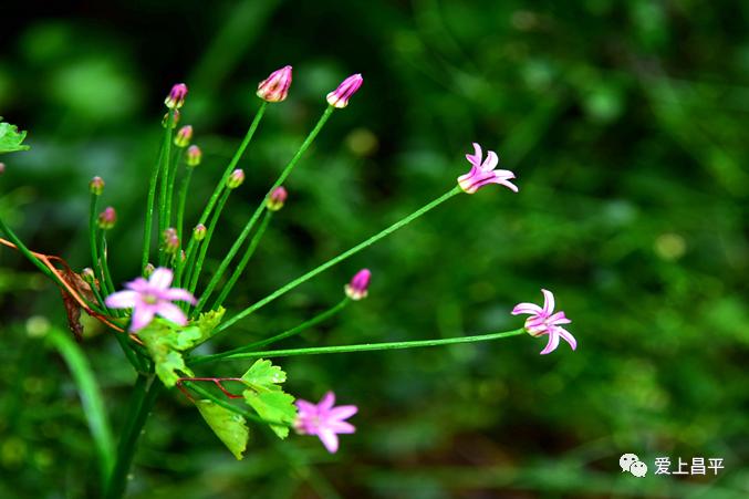 昌平游玩有山有水的地方推荐,昌平旅游攻略必去的地方