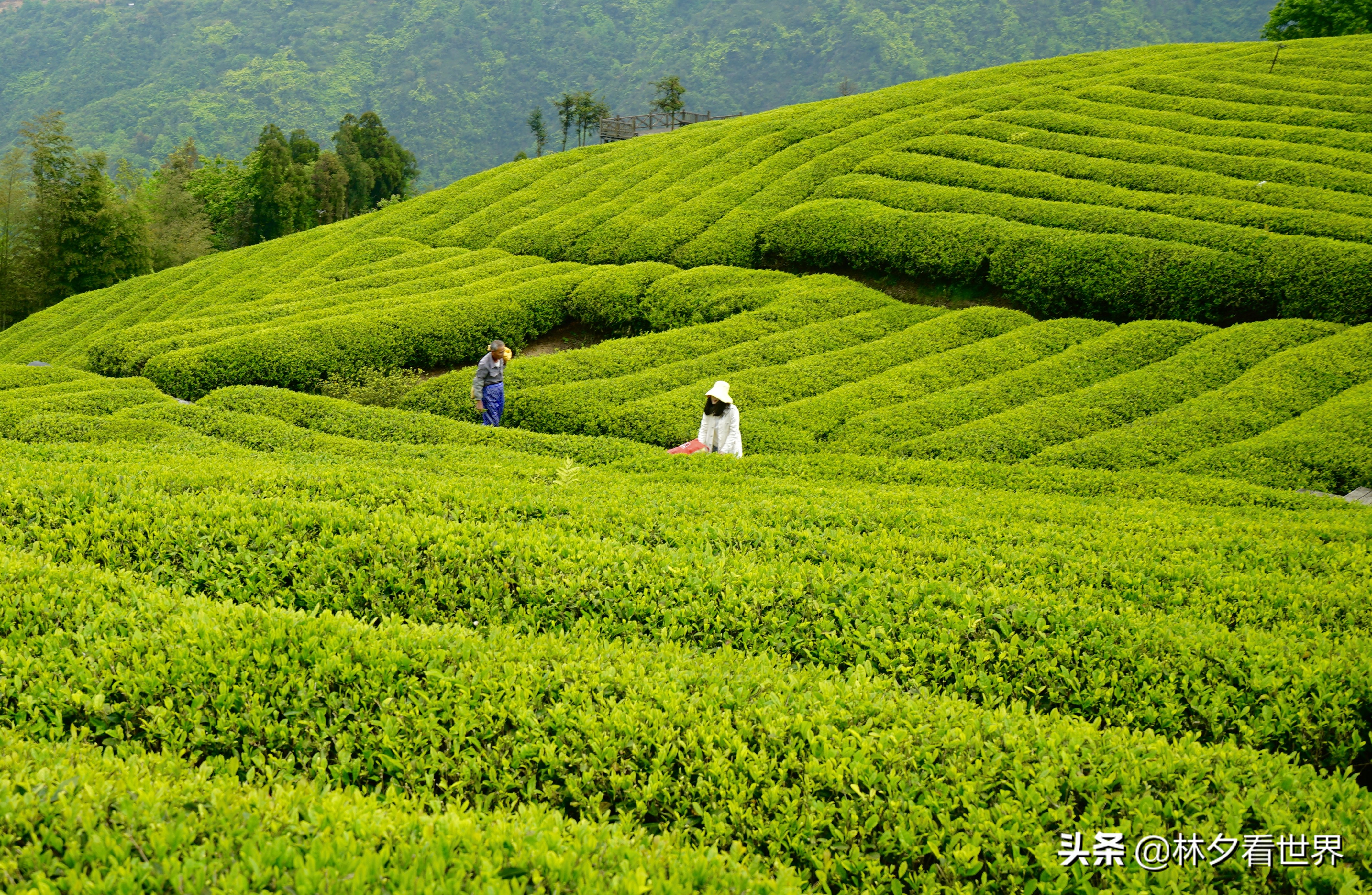 苍南最佳景点排名前十名,浙江苍南最美的地方