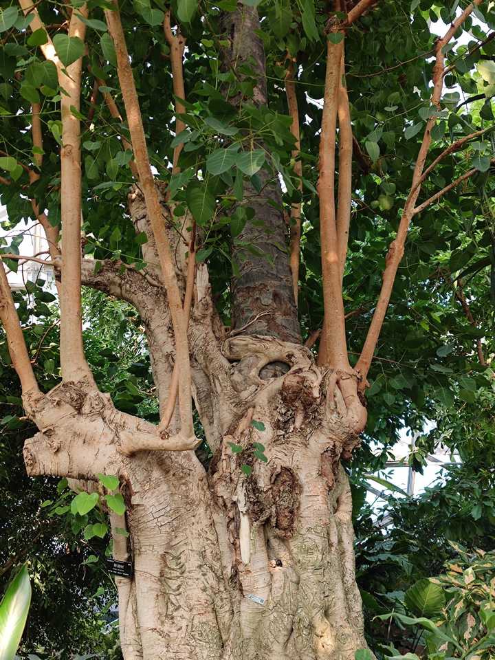 植物奇葩说：不仅会打架，会残杀厮杀，还会捕食昆虫呢