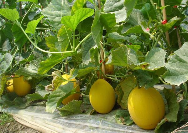 蜜瓜种植注意事项,蜜瓜栽种