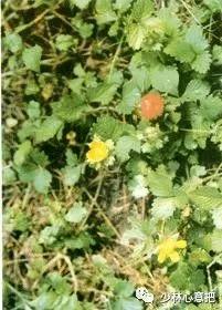 动物中药功效大全,中药药材大全及功效