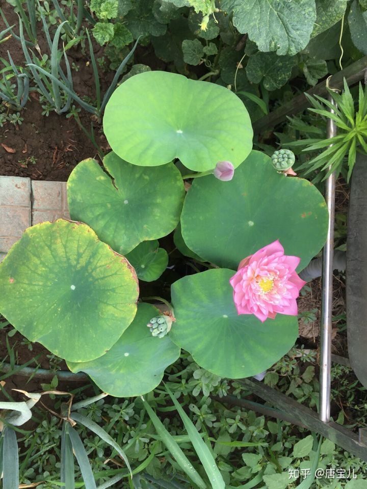 如何提升花种成活率,花种种植生活小技巧