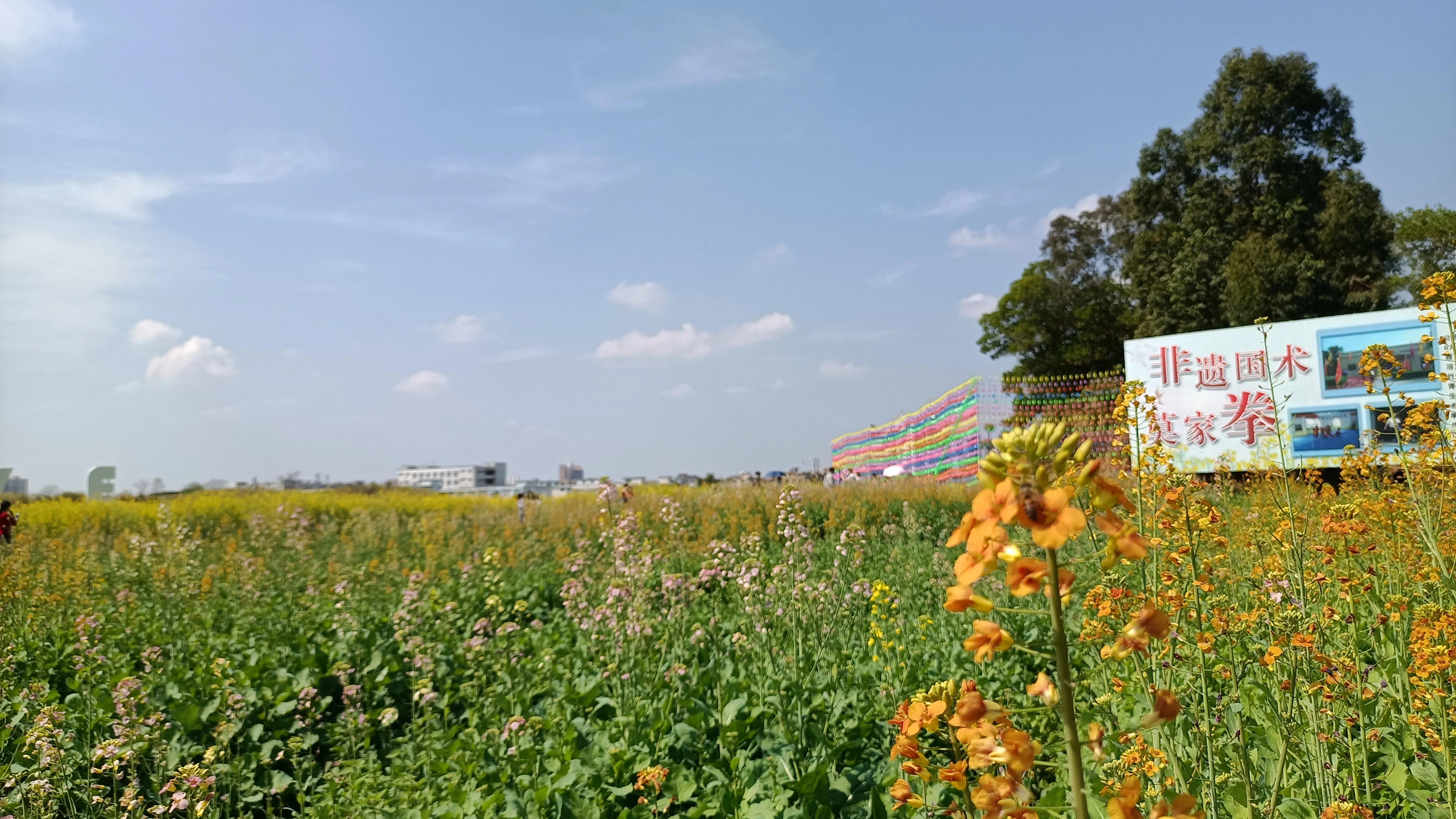 荷花产业园桥头七彩花田花开了吗,桥头荷花产业园七彩花田购票