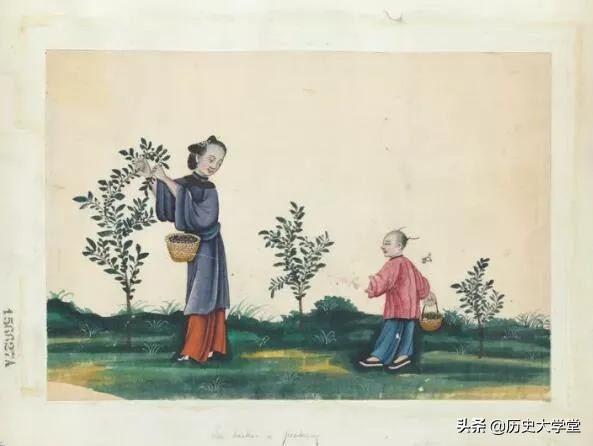 清朝白银流出,1900后大清茶叶换白银