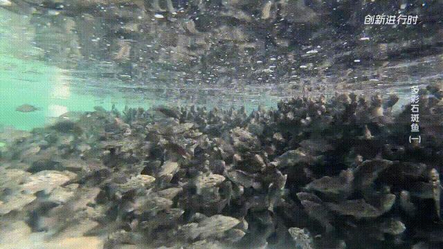 一条石斑鱼,一条石斑鱼一碗白饭