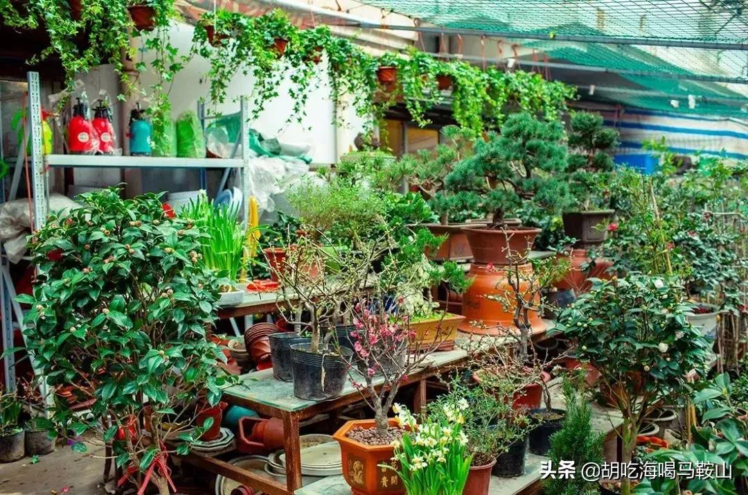 逛遍安徽各个市,安徽省马鞍山附近的大型花市