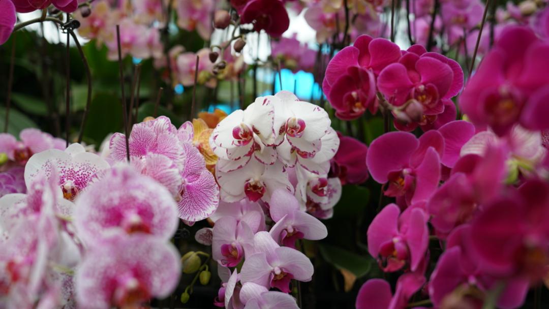 乌鲁木齐花市在哪里光明路附近,乌鲁木齐的花市在哪里