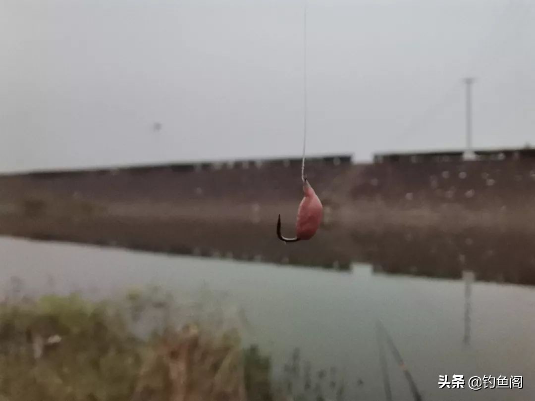 口香糖能不能钓鱼,口香糖钓鱼适合台钓吗