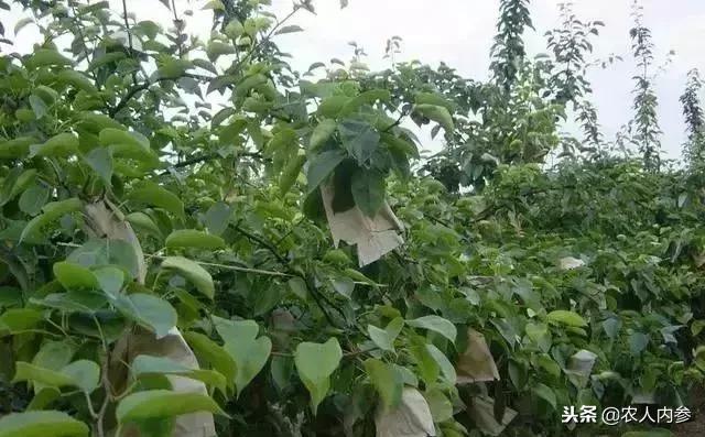 梨树高产秘方,梨树栽培技术及病虫害防治措施