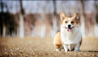 柯基犬与泰迪犬的优缺点,柯基犬的优点缺点有哪些