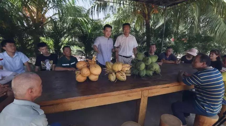 海南椰子的种植方法,椰子怎么种出椰宝