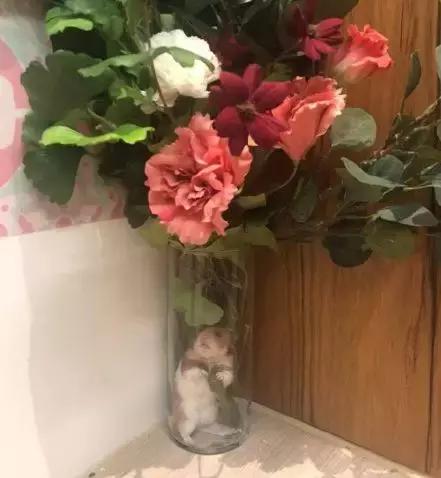 仓鼠越狱被发现的时候一动不动,仓鼠越狱躲在柜子里的缝隙里