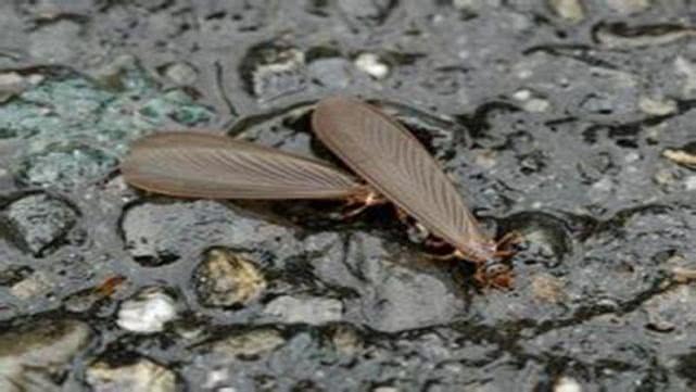 白蚁进化与什么最接近,白蚁的进化过程