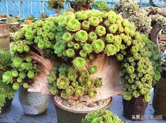 养法师的十大技巧,养法师怎么样施肥