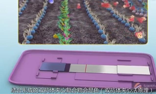 早孕试纸原理和孕酮有关系吗,早孕试纸的原理是什么