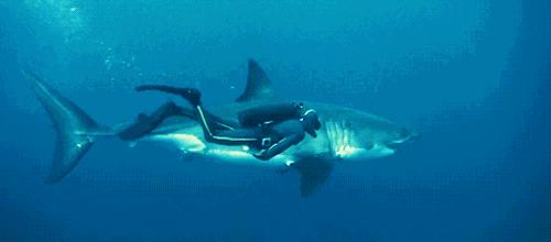 鲨鱼的脑袋长什么样,长得像锤子的鲨鱼