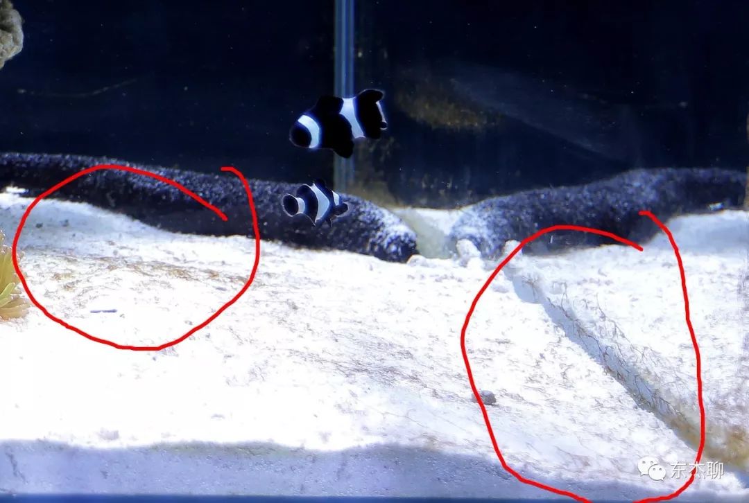 甲藻的有效处理方案,甲藻和菌膜的区别