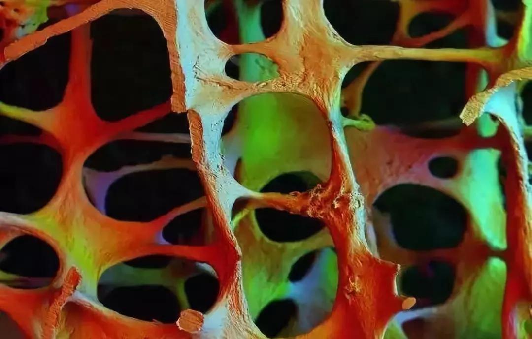 跳蚤在显微镜下长什么样,把显微镜放大40亿倍