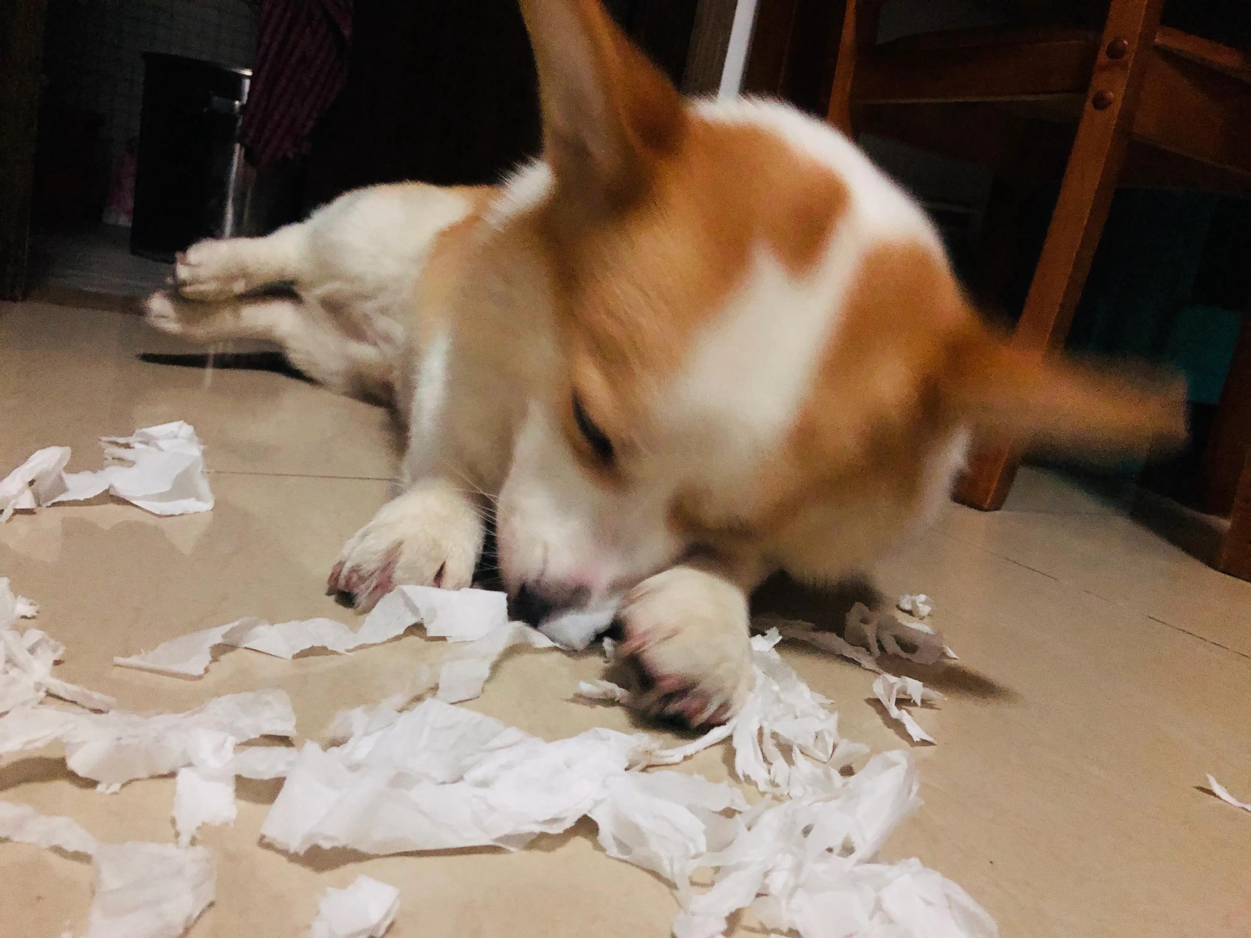 狗狗生病了你不要难过,狗狗生病了永远的离开了我