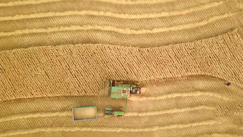 面团还能吹气球？高筋麦“拍了拍”你→