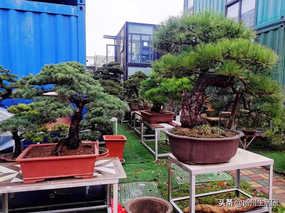 2元花盆批发,2元左右的花盆