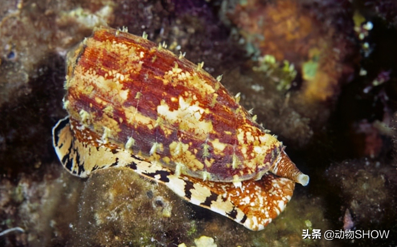 世界上最大的有毒物种,世界所有剧毒生物视频