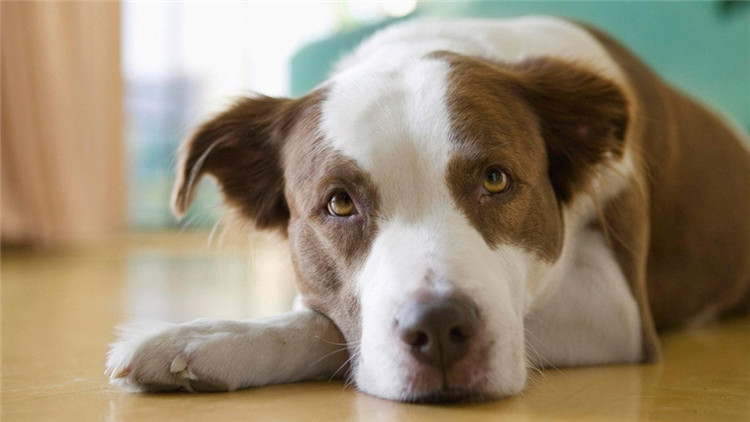 给狗驱虫狗为什么还会有跳蚤,给狗驱虫会导致拉稀吗