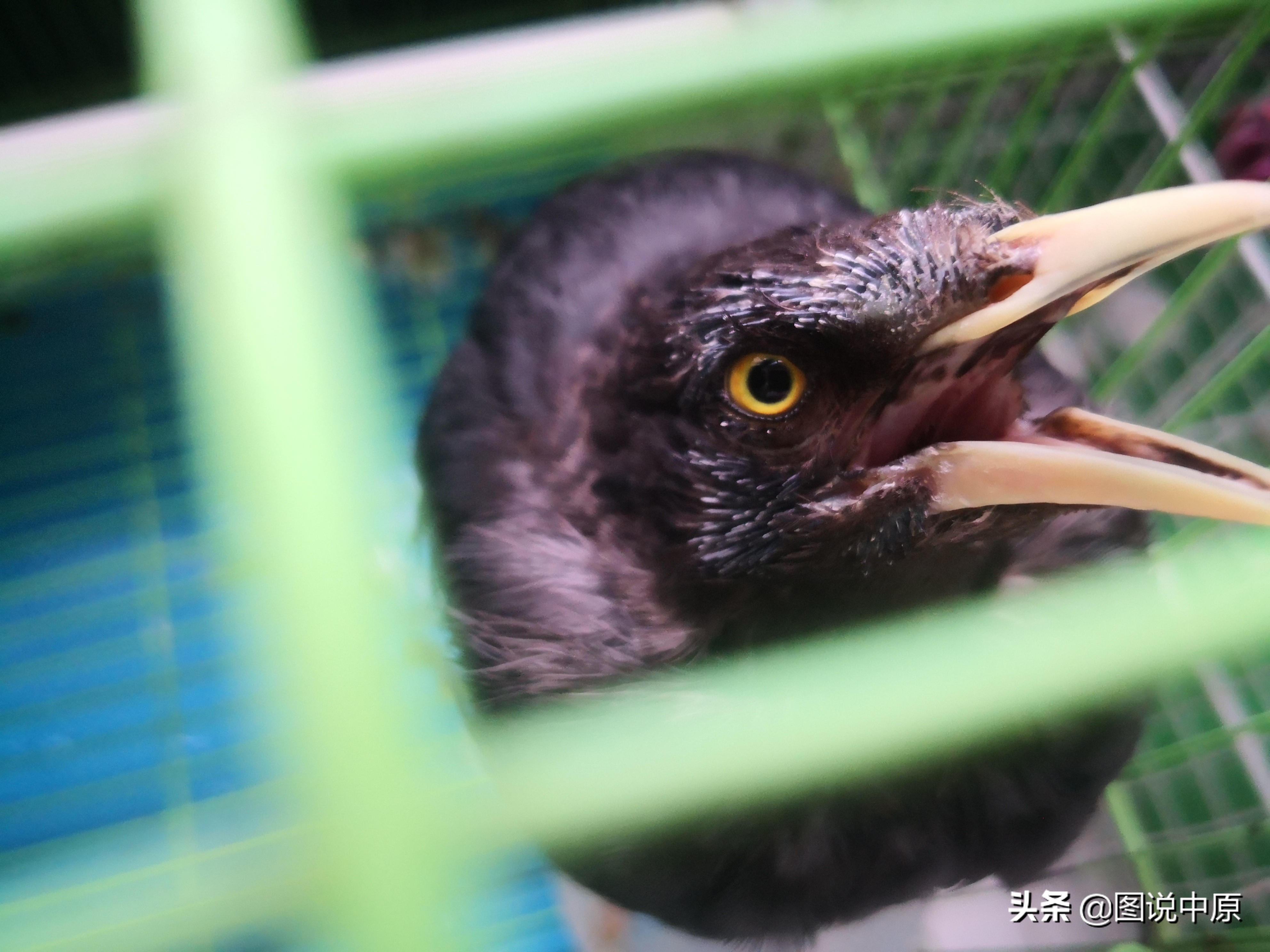 它会说话作文500字,它会说话