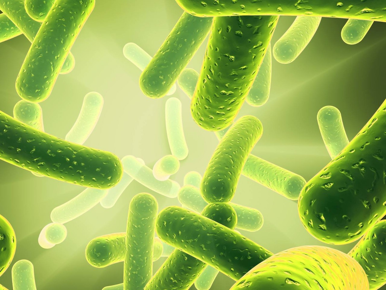 猫用什么益生菌最好,什么益生菌对猫好又见效快