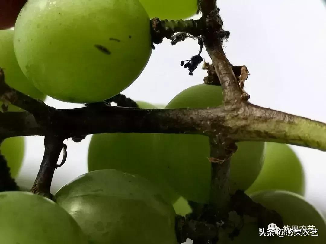 葡萄果穗发黑干枯怎么回事,葡萄穗发黑怎么处理