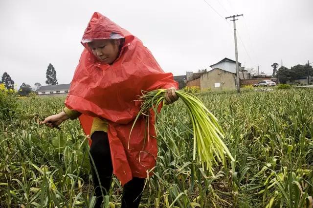鍐滄潙钂滆柟鐐掕倝,鍐滃钂滆柟鐐掕倝