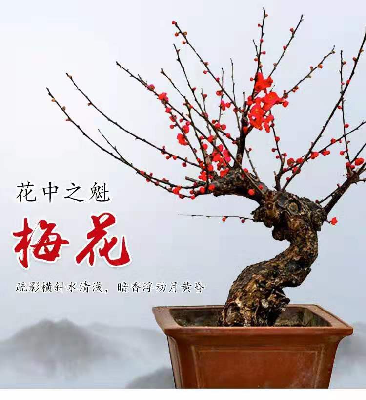 红梅花盆栽耐寒多少度,红梅耐寒可以耐多少度