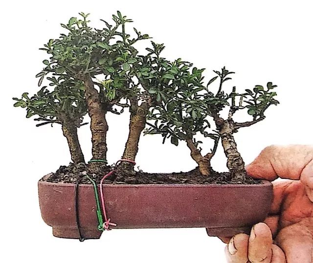 看石榴盆景的造型和制作技术,石榴盆景速成方法图片