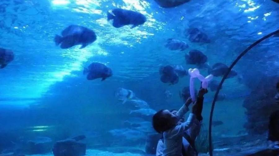 小梅沙海洋世界门票团购套票,小梅沙海洋世界3天2夜套票