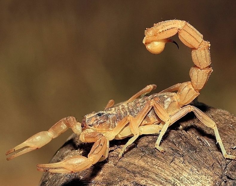 五毒之首蝎子到底有多强,五毒大蝎子有哪几种