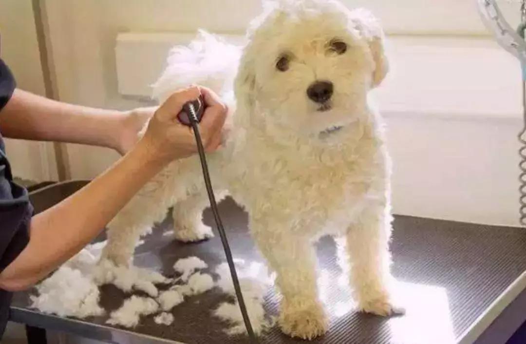 为什么狗狗一到宠物店就老实,宠物店遇到不听话的狗会打吗