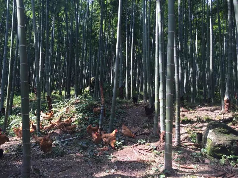 最美的民宿隐藏在森林云海,观光玻璃栈道民宿