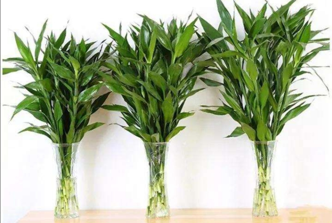 水培富贵竹黄叶什么原因,水培富贵竹总黄叶什么原因