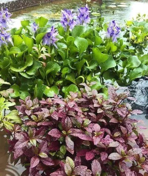 鱼池如何改造成花池,花池改鱼池如何做过滤