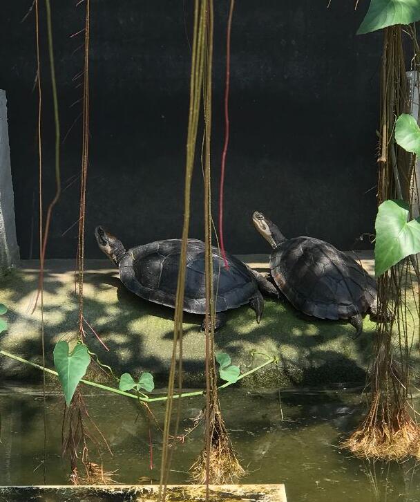 现在石金钱龟市场价格,2021年石金钱龟价格表