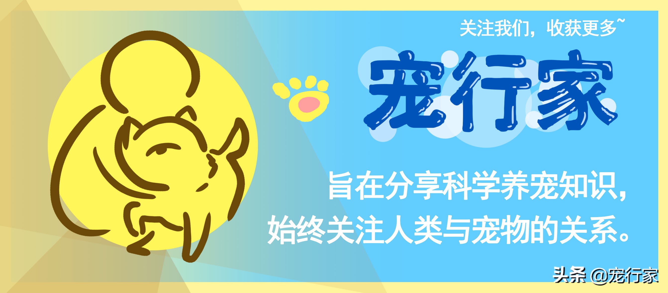 猫独处的时候一定孤独吗,猫能独自生活就好